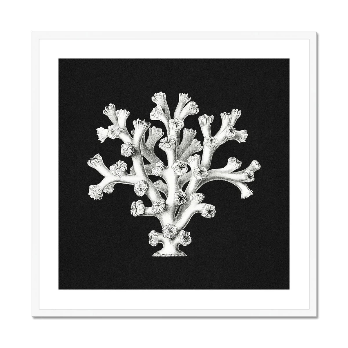 Coral - Ernst Haeckel Ocean Life Art Print Posters Prints & Visual Artwork