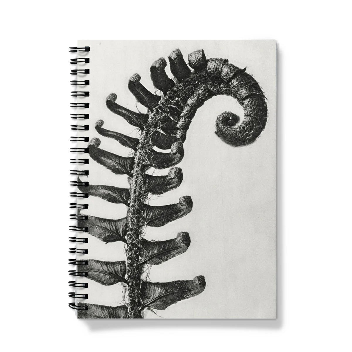 Polystichum Munitum (prickly Shield–fern) - Karl Blossfeldt Notebook Notebooks & Notepads