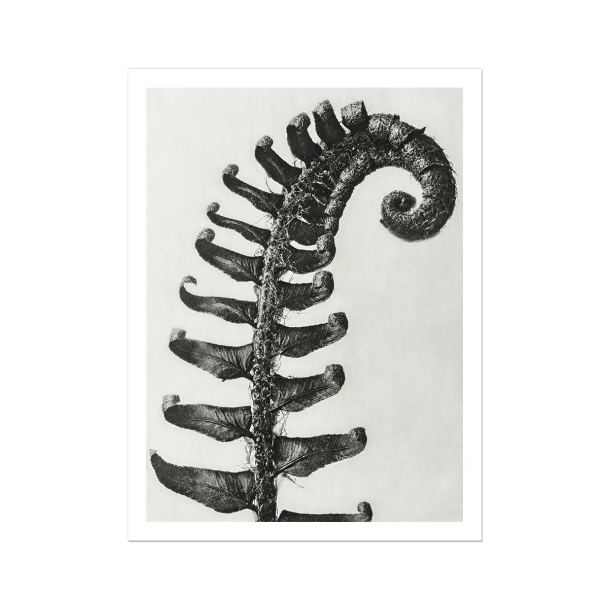 Polystichum Munitum (prickly Shield–fern) - Karl Blossfeldt Art Print 24’’x32’’ Posters Prints & Visual Artwork