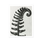 Polystichum Munitum (prickly Shield–fern) - Karl Blossfeldt Art Print 24’’x32’’ Posters Prints & Visual Artwork