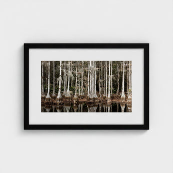 Cypress Swamp in Tallahassee - Carol m Highsmith Art Print / Canvas, Light Pools Prints
