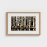Cypress Swamp in Tallahassee - Carol m Highsmith Art Print / Canvas, Light Pools Prints