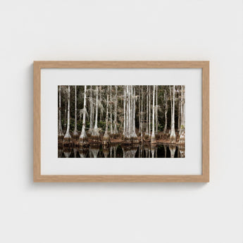 Cypress Swamp in Tallahassee - Carol m Highsmith Art Print / Canvas, Light Pools Prints