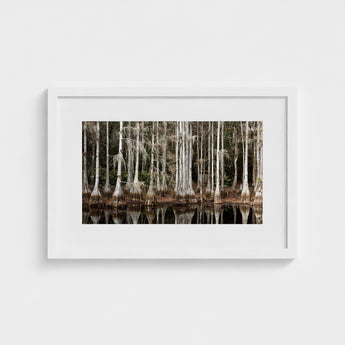 Cypress Swamp in Tallahassee - Carol m Highsmith Art Print / Canvas, Light Pools Prints