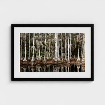 Cypress Swamp in Tallahassee - Carol m Highsmith Art Print / Canvas, Light Pools Prints
