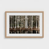 Cypress Swamp in Tallahassee - Carol m Highsmith Art Print / Canvas, Light Pools Prints