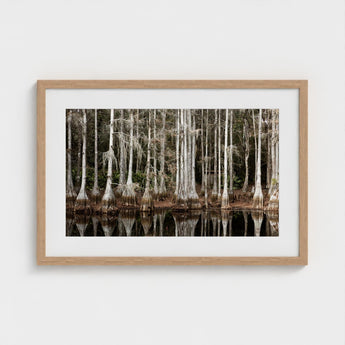 Cypress Swamp in Tallahassee - Carol m Highsmith Art Print / Canvas, Light Pools Prints