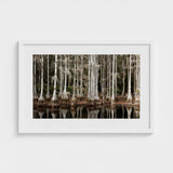 Cypress Swamp in Tallahassee - Carol m Highsmith Art Print / Canvas, Light Pools Prints