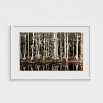 Cypress Swamp in Tallahassee - Carol m Highsmith Art Print / Canvas, Light Pools Prints