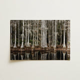 Cypress Swamp in Tallahassee - Carol m Highsmith Art Print / Canvas, Light Pools Prints