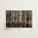 Cypress Swamp in Tallahassee - Carol m Highsmith Art Print / Canvas, Light Pools Prints
