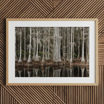 Cypress Swamp in Tallahassee - Carol m Highsmith Art Print, 30x20’’ / 76x51cm / Natural Frame / 2’’ Matboard, Framed Photograph Cypress