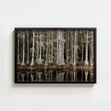 Black-framed Rectangular Art Print Serene Swamp Scene Tall Highsmith, Cypress, Light Pools