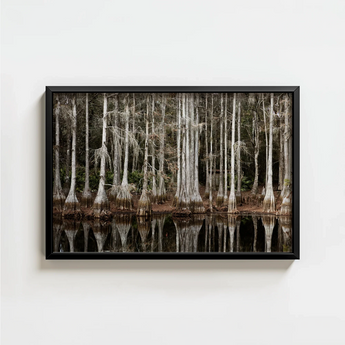 Black-framed Rectangular Art Print Serene Swamp Scene Tall Highsmith, Cypress, Light Pools