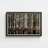 Black-framed Photographic Print Serene Swamp Scene Tall Slender Highsmith Art, Cypress, Light Pools