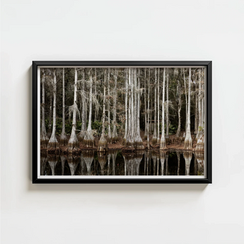 Black-framed Photographic Print Serene Swamp Scene Tall Slender Highsmith Art, Cypress, Light Pools
