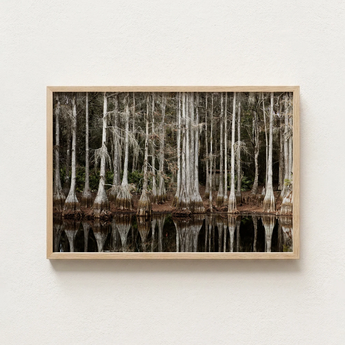 Minimalist Wooden-framed Photograph Serene Swamp Scene Tall Slender Highsmith Art Print, Cypress, Light Pools
