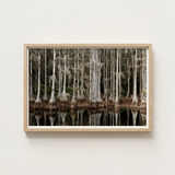 Minimalist Wooden-framed Photograph Serene Swamp Scene Tall Slender Highsmith Art Print, Cypress, Light Pools