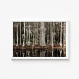 White-framed Photograph Cypress Trees Spanish Moss Reflected Water Highsmith Art Print, Swamp, Light Pools