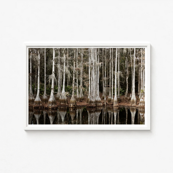 White-framed Photograph Cypress Trees Spanish Moss Reflected Water Highsmith Art Print, Swamp, Light Pools