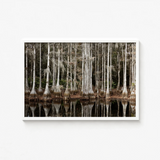 White-framed Photograph Cypress Trees Knotted Bases Spanish Moss Highsmith Art Print, Swamp, Light Pools