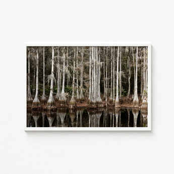 White-framed Photograph Cypress Trees Knotted Bases Spanish Moss Highsmith Art Print, Swamp, Light Pools