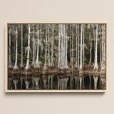 Palude di cipressi a Tallahassee - Carol m Highsmith stampa d'arte / Canvas, 17x12’’ / A3 / Cornice naturale, Poster Stampe & Opera visiva, Toby