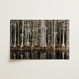Cypress Swamp in Tallahassee - Carol m Highsmith Art Print / Canvas, 18x12’’ / 46x31cm / Unframed / no Border, Posters Prints & Visual