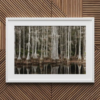 Cypress Swamp in Tallahassee - Carol m Highsmith Art Print / Canvas Framed Photograph Cypress Swamp Reflections Water Highsmith Art Print,