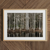 Cypress Swamp in Tallahassee - Carol m Highsmith Art Print / Canvas Framed Photograph Cypress Trees Reflected Water Highsmith Art Print,
