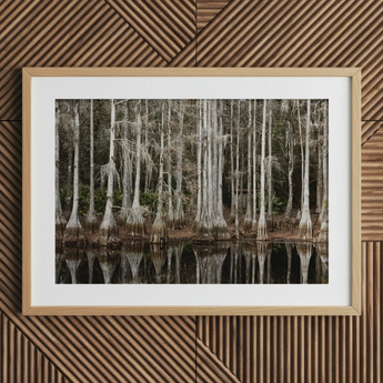 Cypress Swamp in Tallahassee - Carol m Highsmith Art Print / Canvas Framed Photograph Cypress Trees Reflected Water Highsmith Art Print,