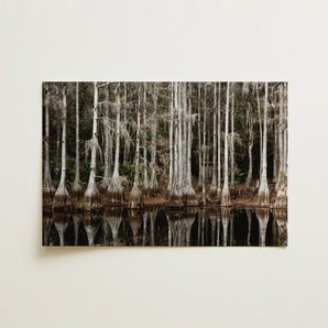 Cypress Swamp in Tallahassee - Carol m Highsmith Art Print / Canvas, Highsmith Art Print, Cypress Swamp, Light Pools