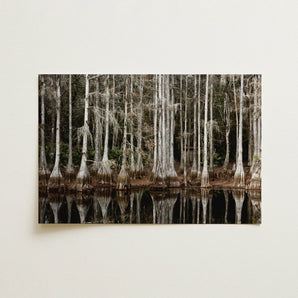 Cypress Swamp in Tallahassee - Carol m Highsmith Art Print / Canvas 18x12’’ / 46x31cm / Unframed / no Border Rectangular Framed Print