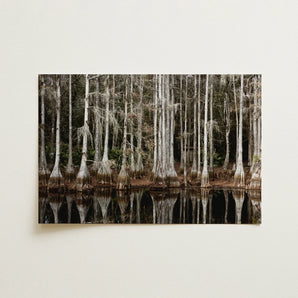 Cypress Swamp in Tallahassee - Carol m Highsmith Art Print / Canvas Rectangular Framed Print Serene Swamp Scene Tall Slender Highsmith Art