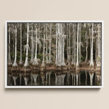 Cypress Swamp in Tallahassee - Carol m Highsmith Art Print / Canvas White-framed Artwork Serene Swamp Scene Tall Slender Cypress Highsmith