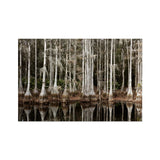 Cypress Swamp in Tallahassee - Carol m Highsmith Art Print, Dense Stand Cypress Trees Spanish Moss Water