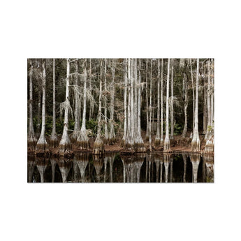 Cypress Swamp in Tallahassee - Carol m Highsmith Art Print, Dense Stand Cypress Trees Spanish Moss Water
