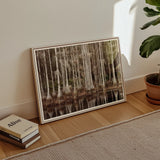 Cypress Swamp in Tallahassee - Carol m Highsmith Art Print, Framed Landscape Artwork Forest Reflected Water