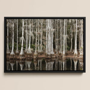 Cypress Swamp in Tallahassee - Carol m Highsmith Framed Canvas, 18x12’’ / 46x31cm / Black Floating Frame, Framed Print Cypress Forest