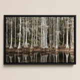 Cypress Swamp in Tallahassee - Carol m Highsmith Framed Canvas, 18x12’’ / 46x31cm / Black Floating Frame, Framed Print Cypress Forest