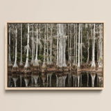Cypress Swamp in Tallahassee - Carol m Highsmith Framed Canvas, 18x12’’ / 46x31cm / Natural Floating Frame, Framed Landscape Photo Cypress