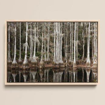 Cypress Swamp in Tallahassee - Carol m Highsmith Framed Canvas, 18x12’’ / 46x31cm / Natural Floating Frame, Framed Landscape Photo Cypress