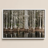 Cypress Swamp in Tallahassee - Carol m Highsmith Framed Canvas, 18x12’’ / 46x31cm / White Floating Frame, Framed Photograph Dense