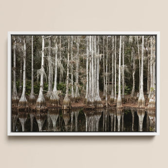 Cypress Swamp in Tallahassee - Carol m Highsmith Framed Canvas, 18x12’’ / 46x31cm / White Floating Frame, Framed Photograph Dense