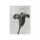 Phacelia Tanacetifolia (lacy Phacelia) - Karl Blossfeldt Art Print 24’’x32’’ Posters Prints & Visual Artwork