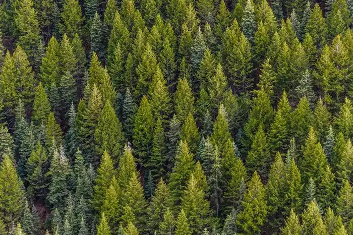 Dense evergreen forest with rows of coniferous trees.