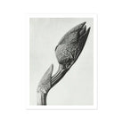 Aristolochia Clematitis (birthwort) - Karl Blossfeldt Art Print 24’’x32’’ Posters Prints & Visual Artwork