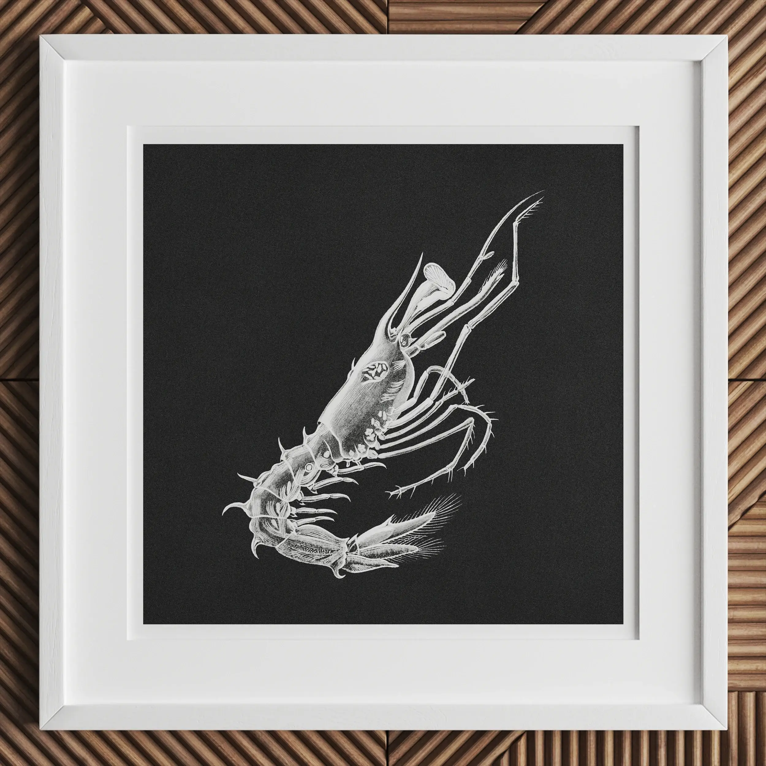 Prawn - Ernst Haeckel Black & White Ocean Life Art Print Posters Prints Visual Artwork