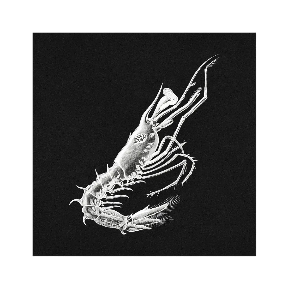 Prawn - Ernst Haeckel Marine Life Art Print 30’’x30’’ Posters Prints & Visual Artwork