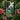 Equatorial Jungle - Henri Rousseau Phone Case Invented, Blade-sharp Yucca Leaves
